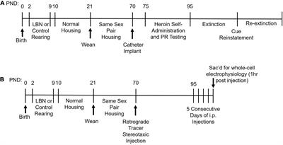 Early Life Stress Promotes Heroin Seeking But Does Not Alter the Excitability of Insular Pyramidal Cells Targeting the Nucleus Accumbens